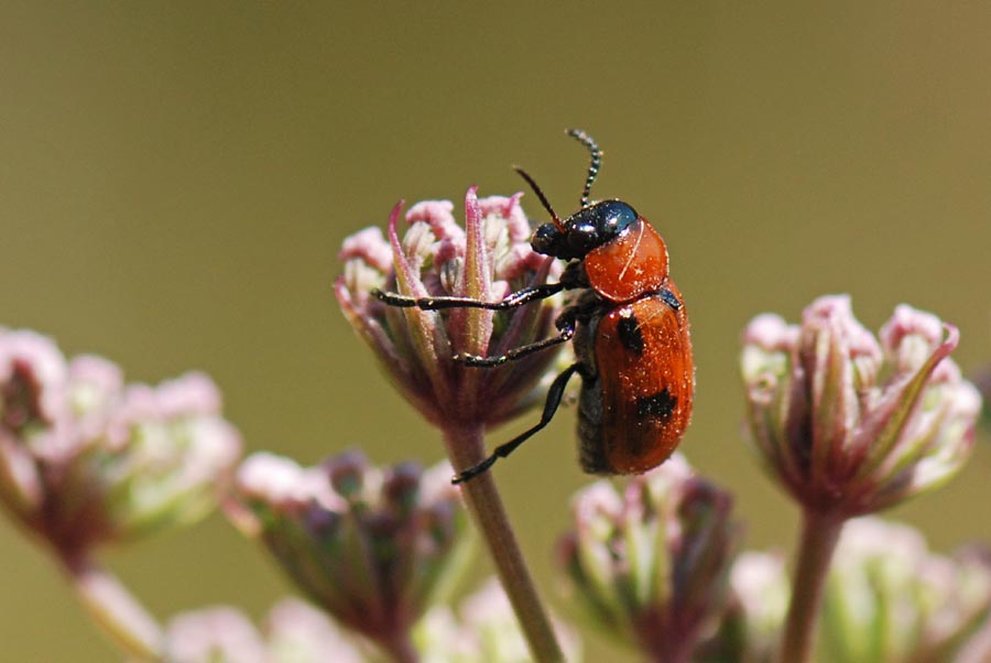 Come si chiama? Coptocephala scopolina